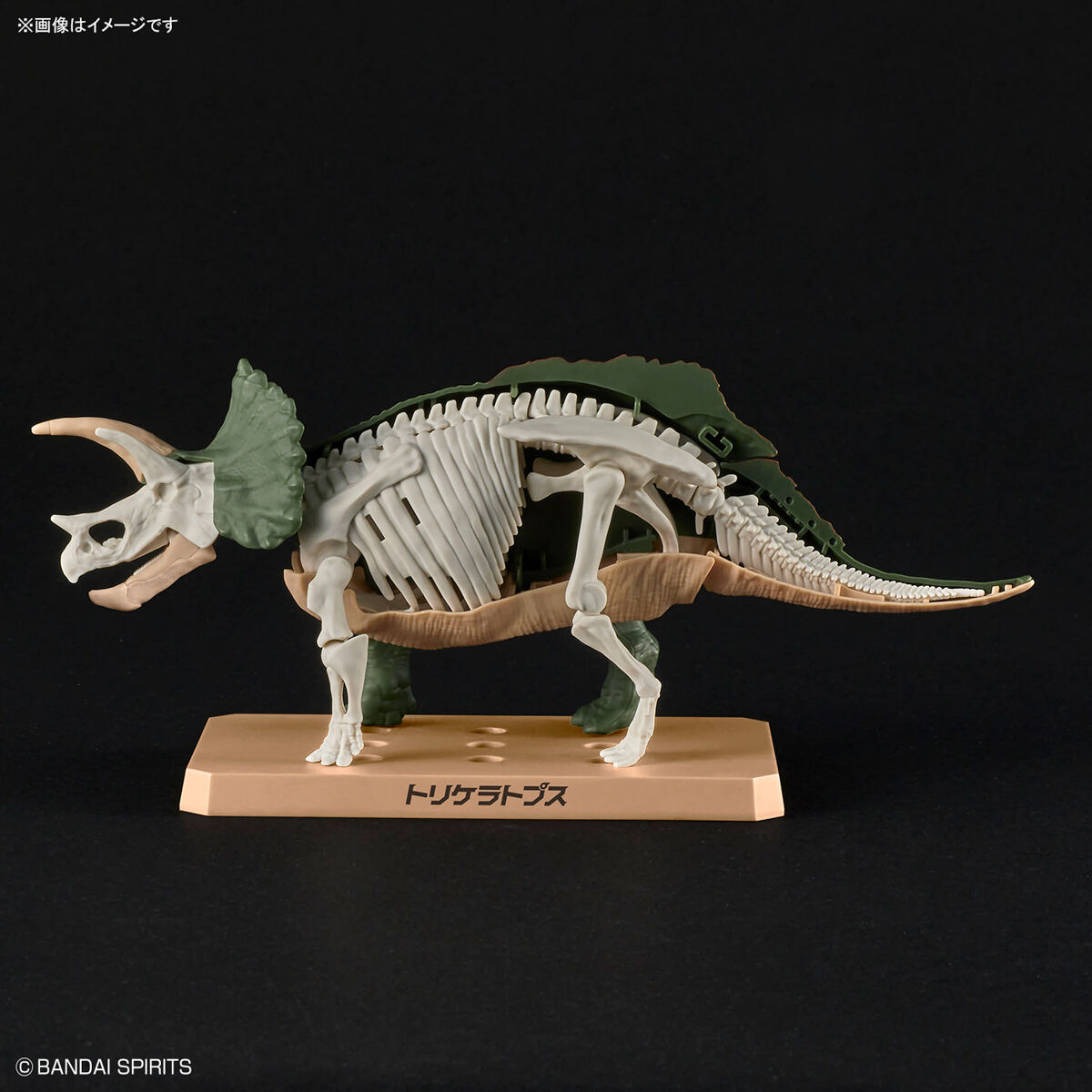 プラノサウルス トリケラトプス 07