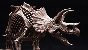 開発ブログ更新！　重厚な植物食恐竜！「1/32 Imaginary Skeleton トリケラトプス」のご紹介‼